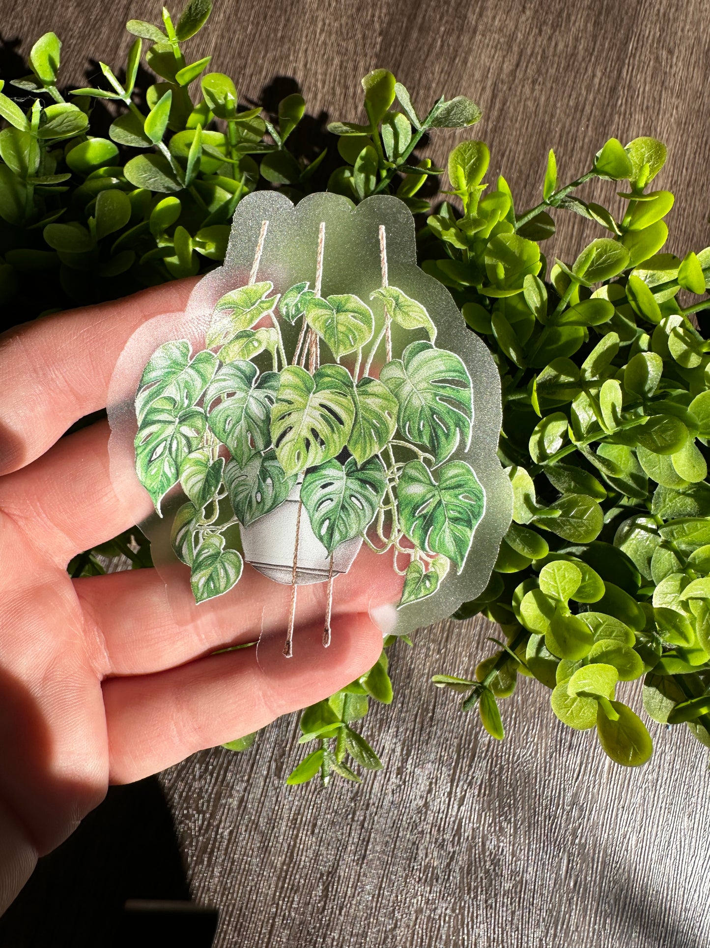 Monstera Plants Clear Vinyl Sticker