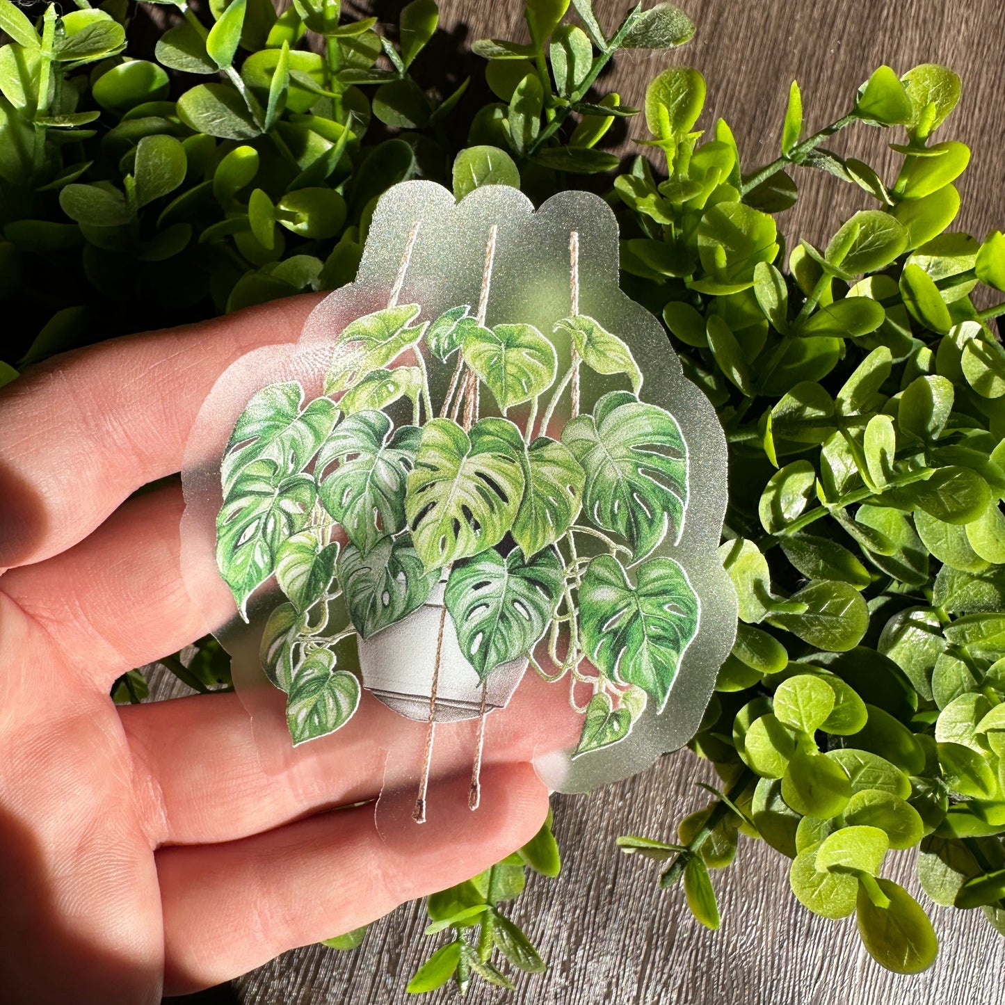 Monstera Plants Clear Vinyl Sticker